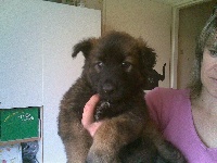 CHIOT