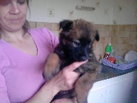 CHIOT